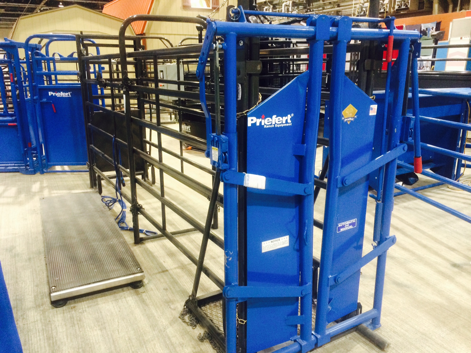 Indoor Cattle Display